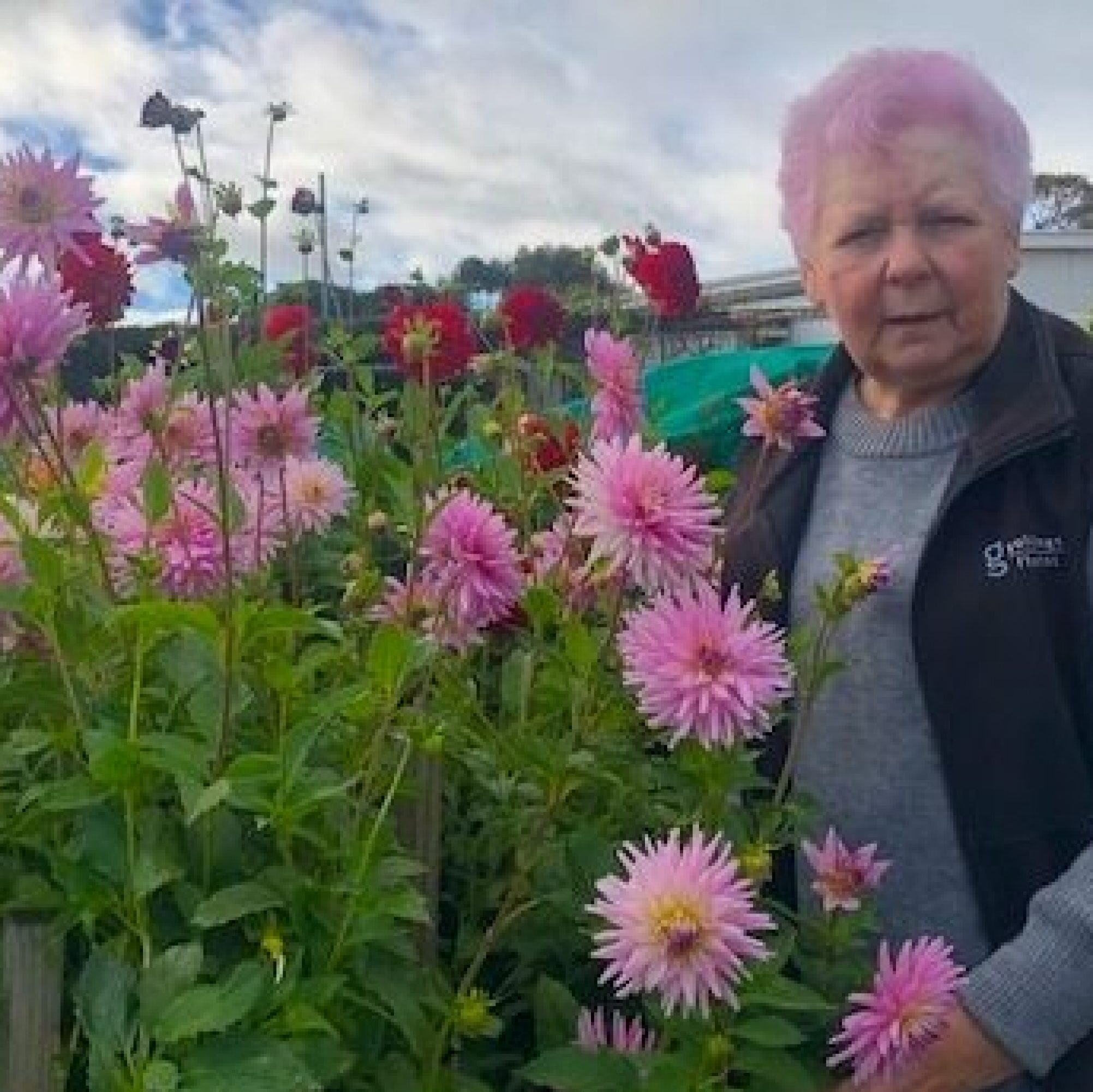 Dot and her dahlias at Bellfrey Farm