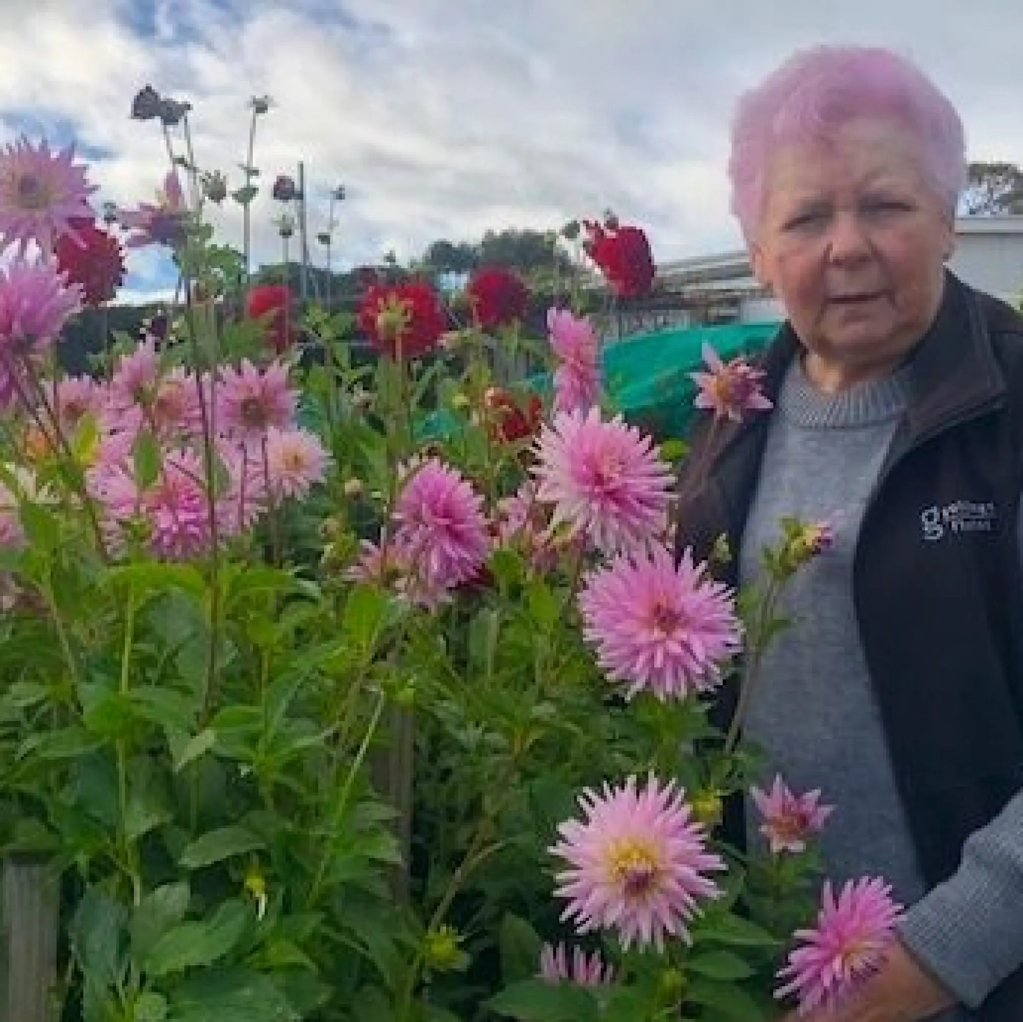 Dot and her dahlias at Bellfrey Farm