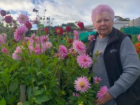 Dot and her Dahlias at Bellfrey Farm