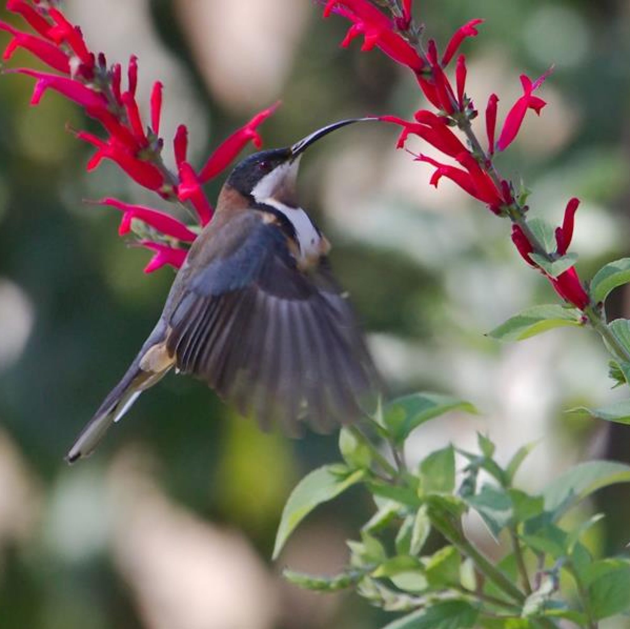 eastern spinebill