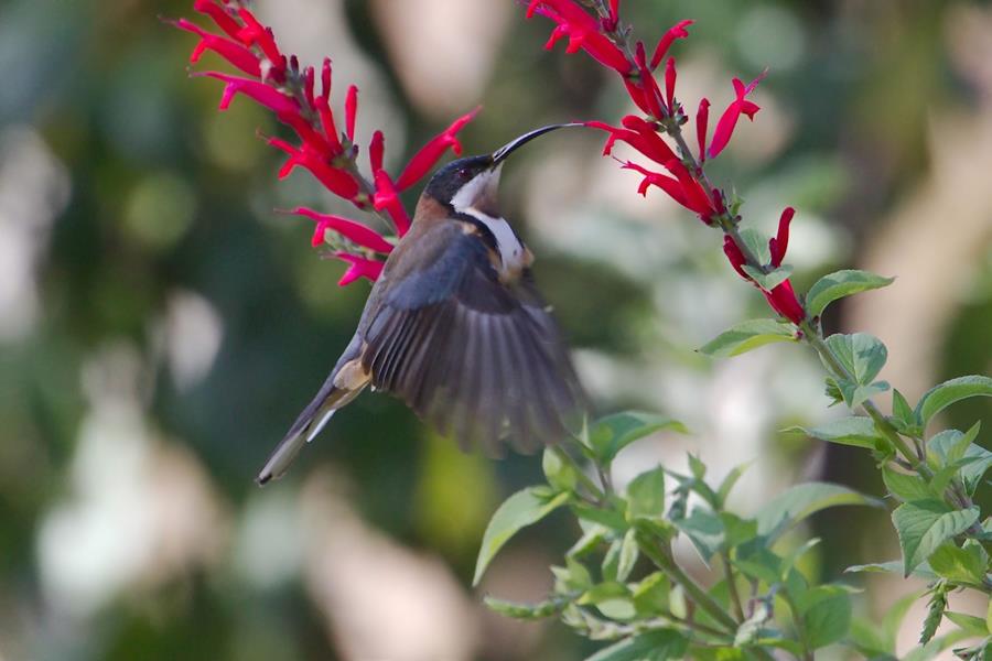 easternspinebill - CERES Fair Food eastern spinebill