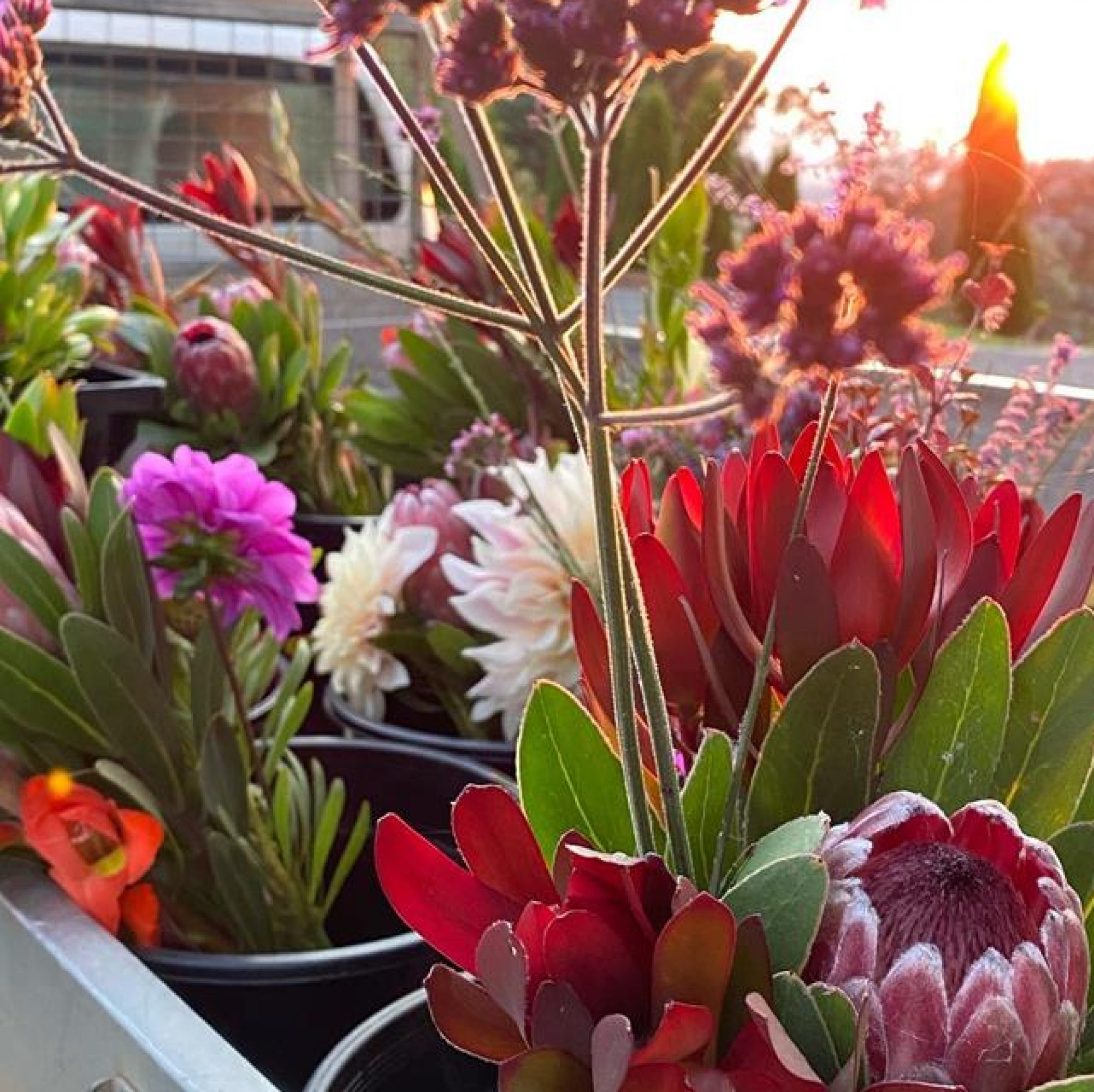 302 Flower Farm