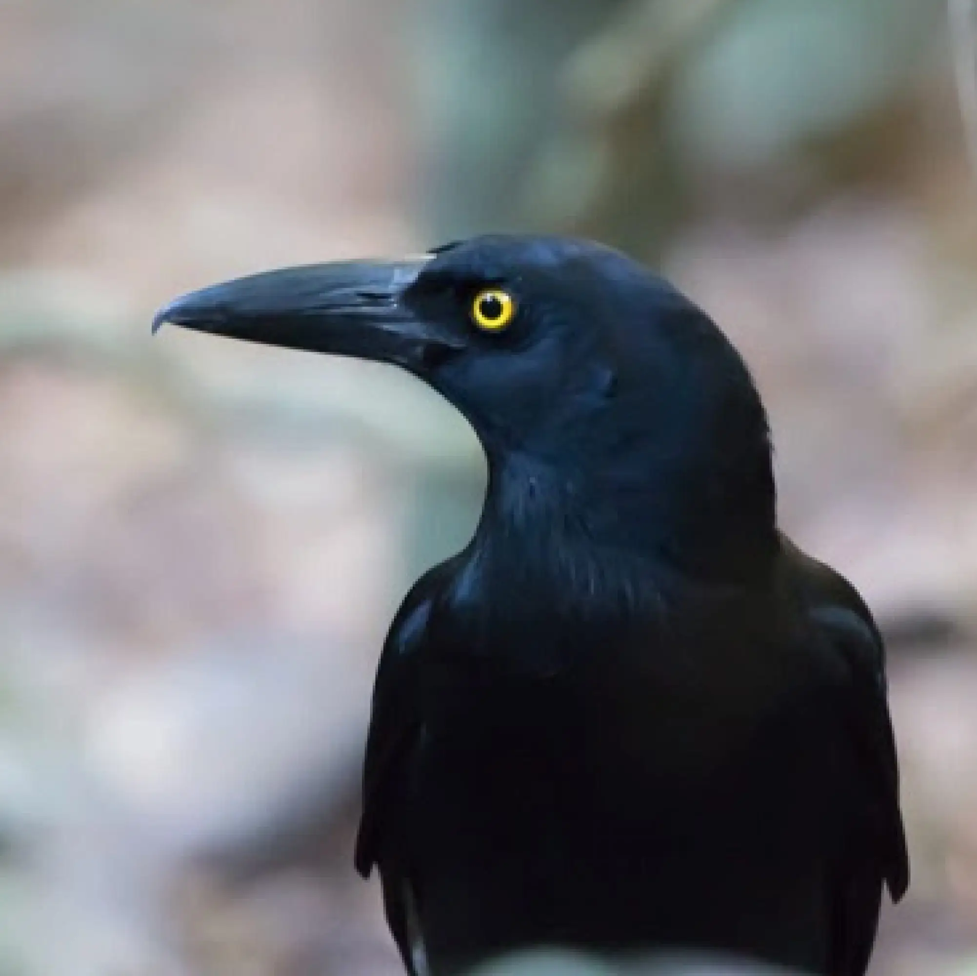 currawong