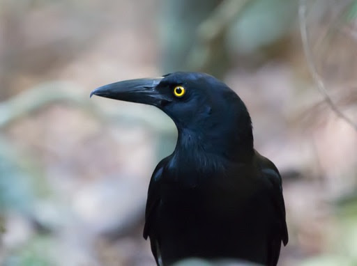 currawong - CERES Fair Food currawong