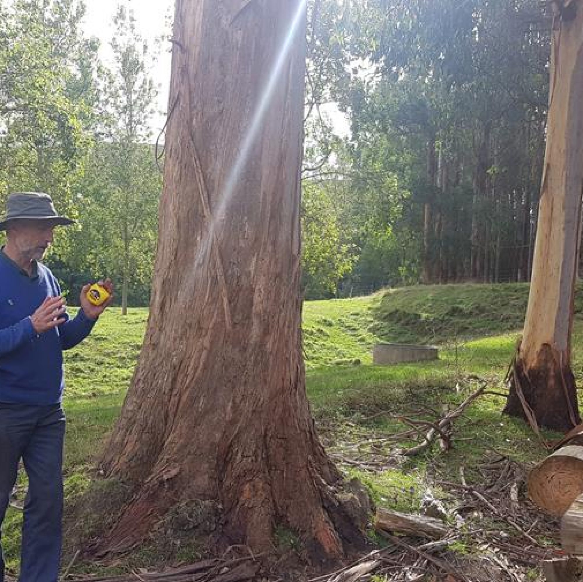 Frank Hirst, on-farm timber