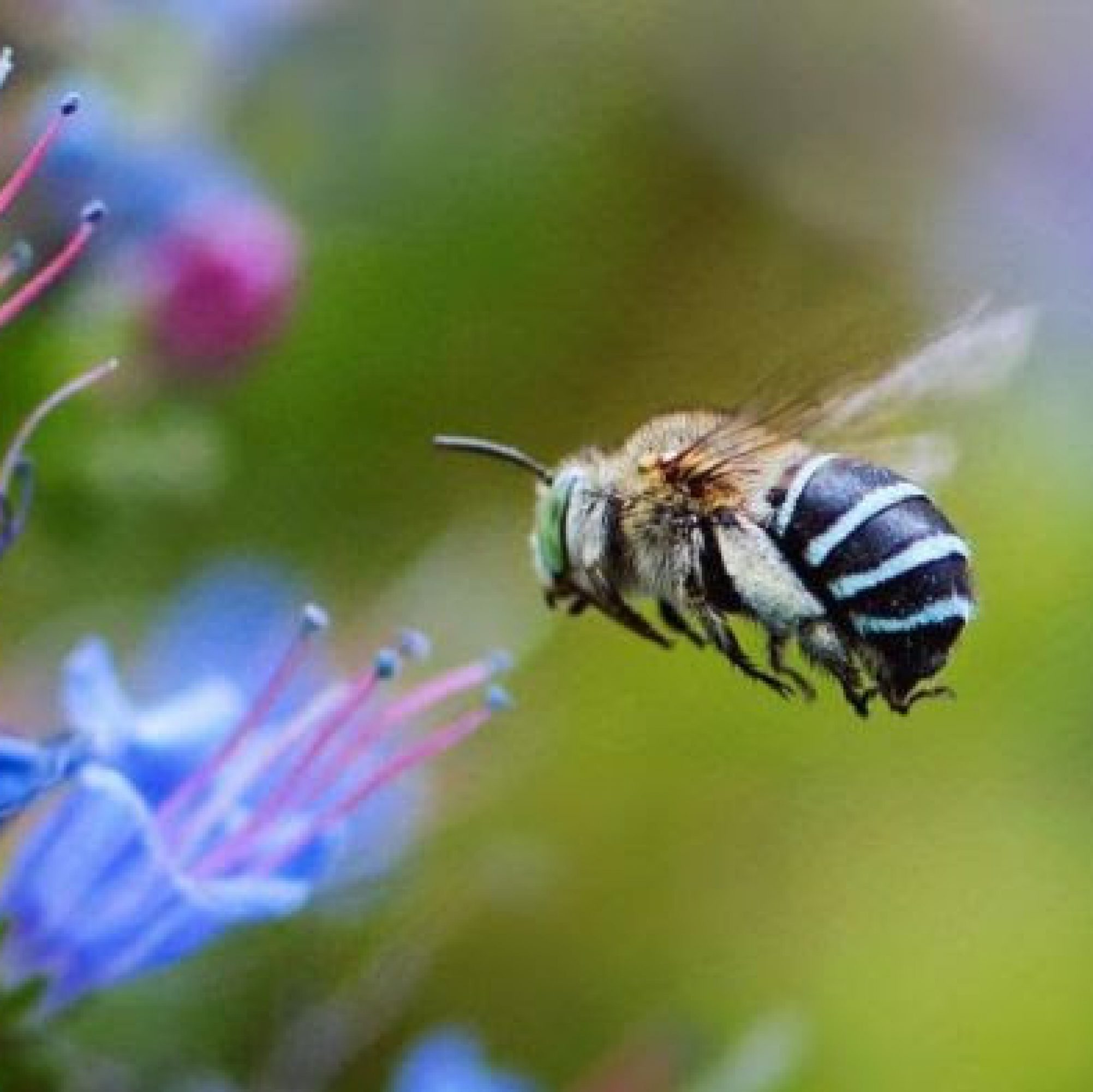 Blue Banded Bee