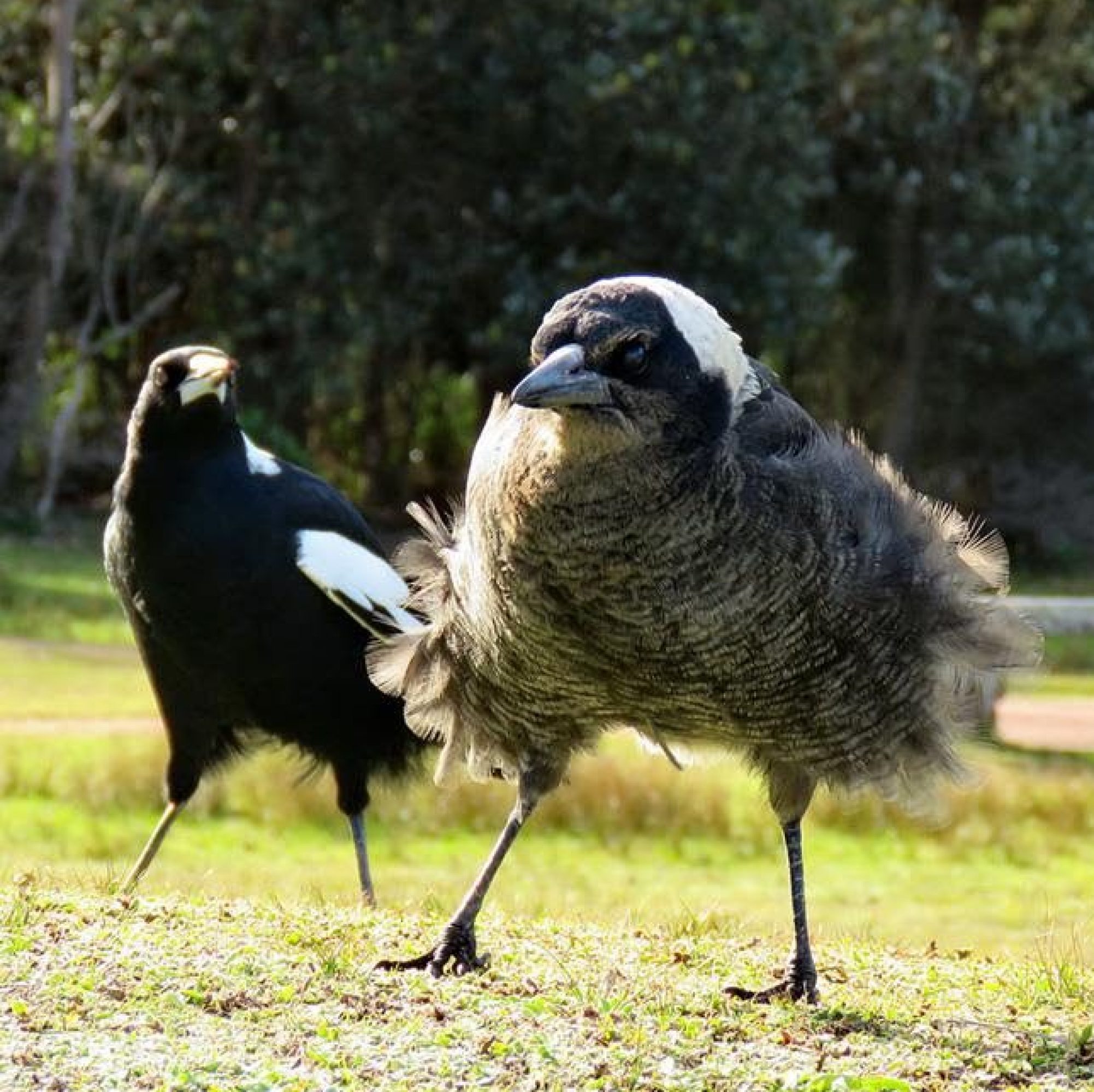 Magpie School