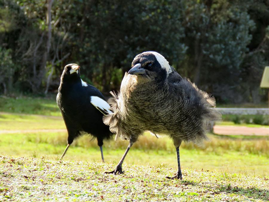 Magpie school