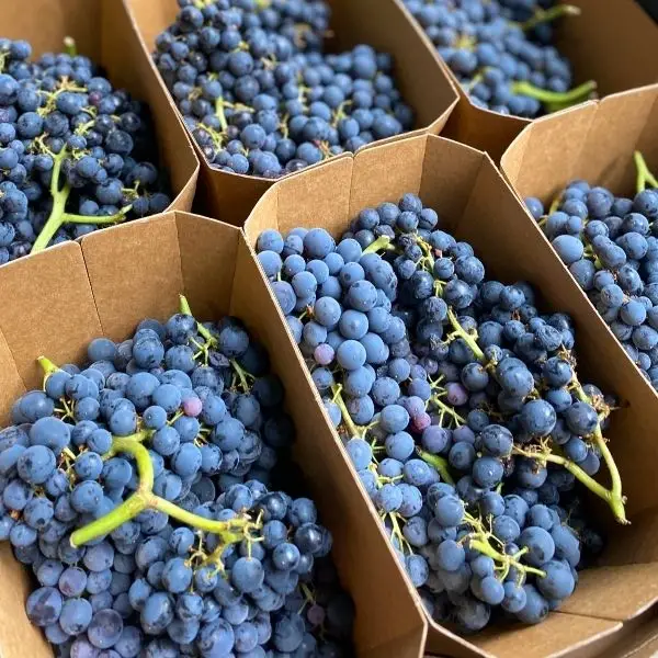 Black gem currants - CERES Fair Food Black Gem fresh currants