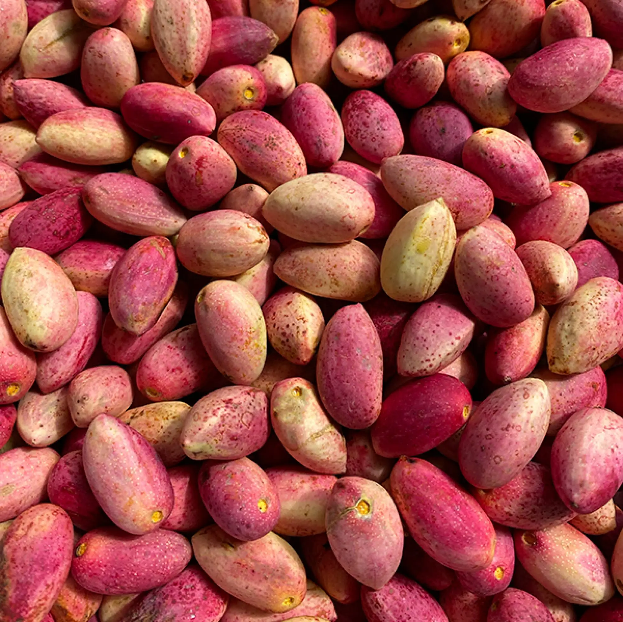 Fresh Pistachios - CERES Fair Food Fresh pistachios from Wahrina Farm