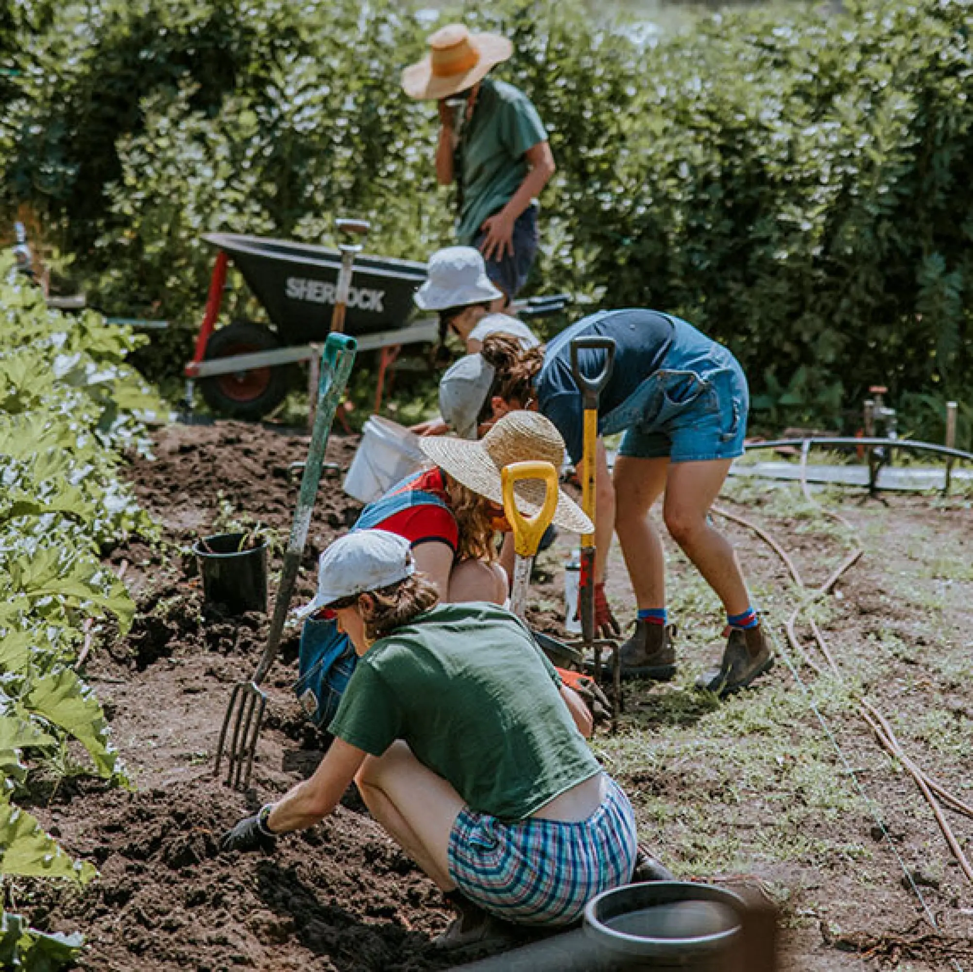 CERES Honey Lane garden working