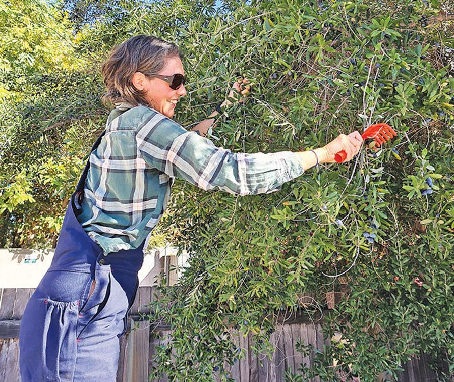 Harvesting backyard olives