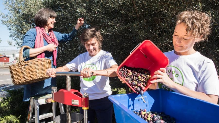 Olives to Oil harvest, CERES 3000 Acres