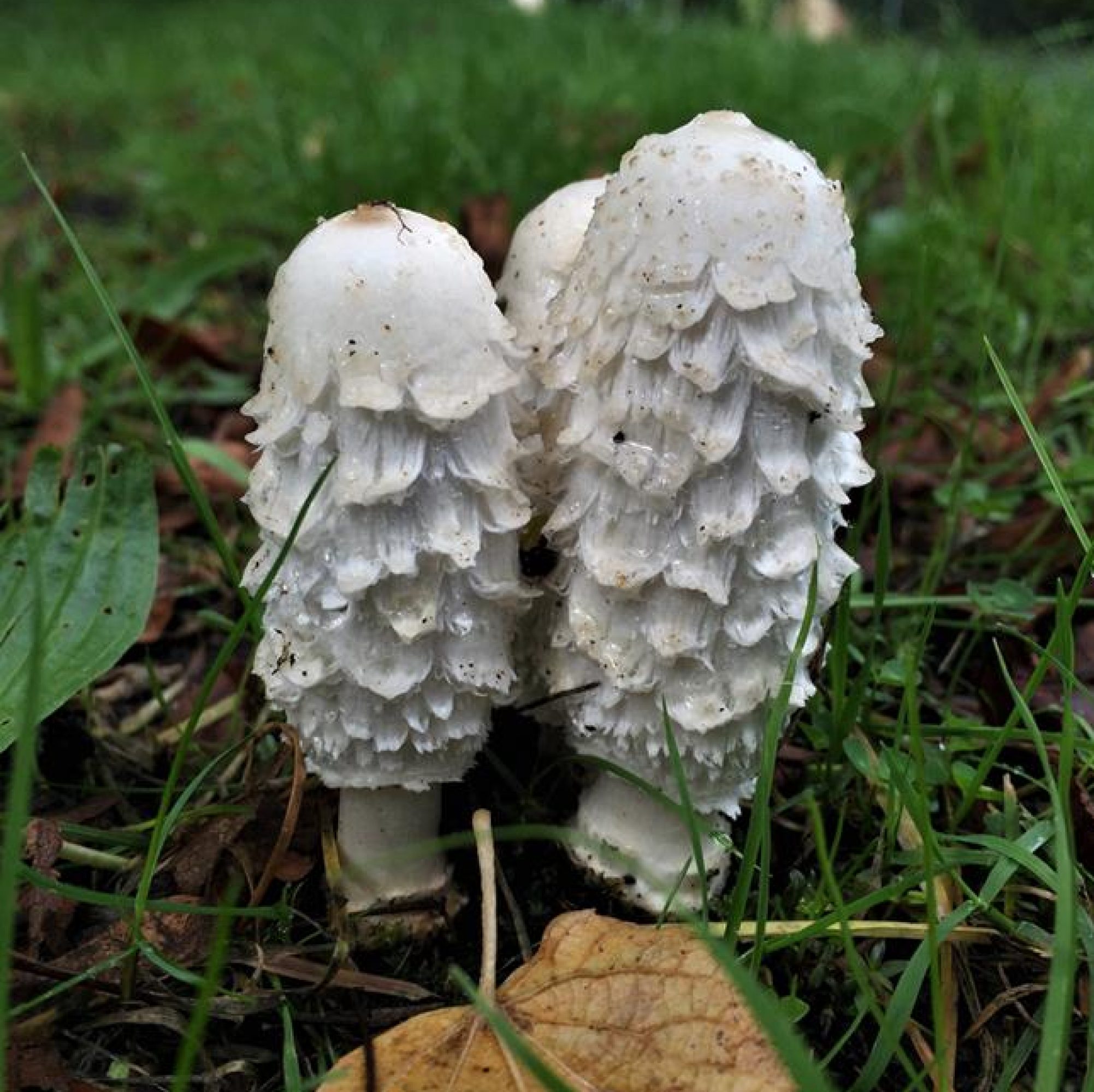 Shaggy Ink Caps