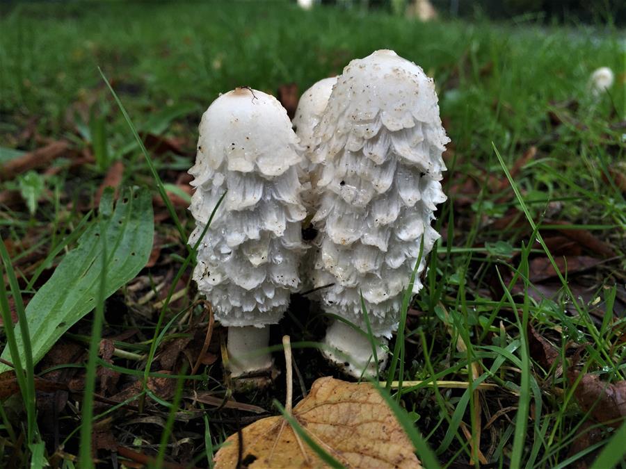 Shaggy Ink Cap fungi