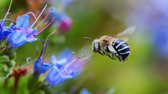 Blue banded bee 2