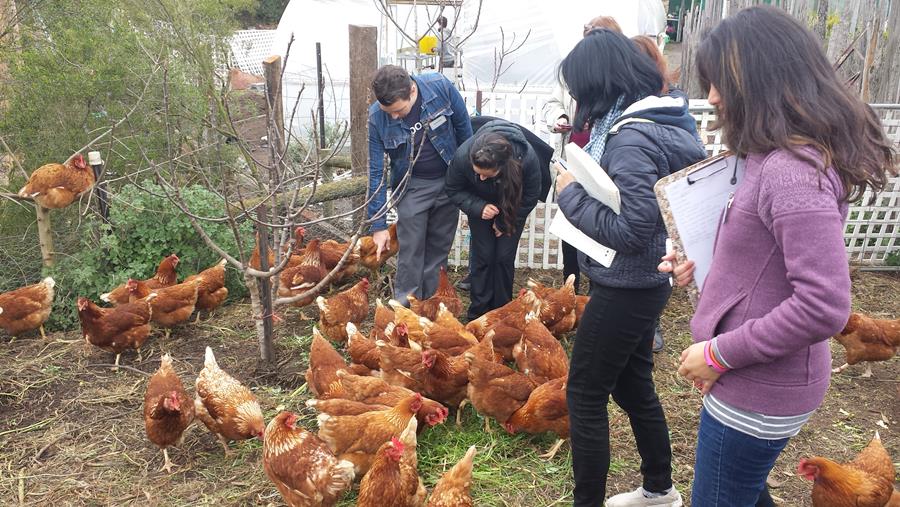 CERES chooks at Brunswick East site