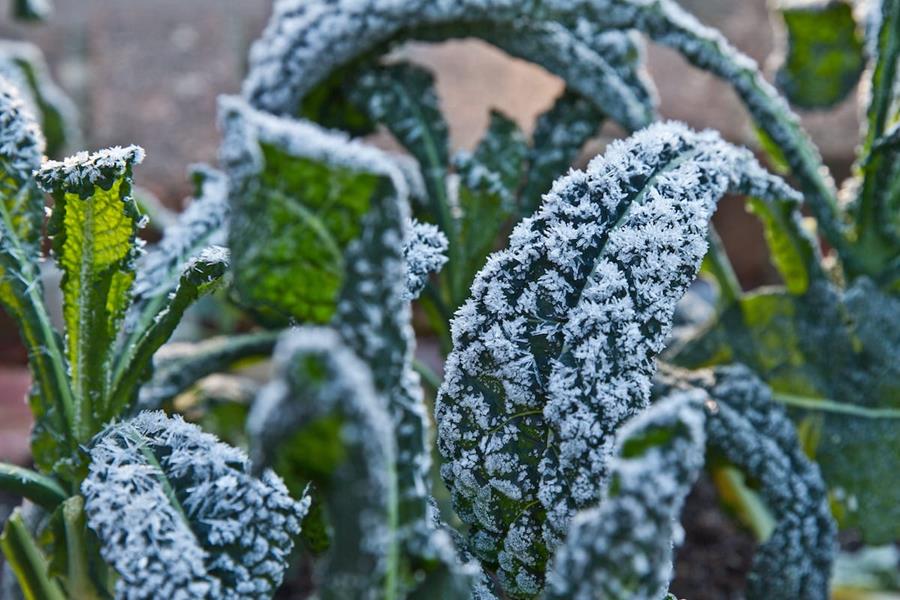 Frosty kale