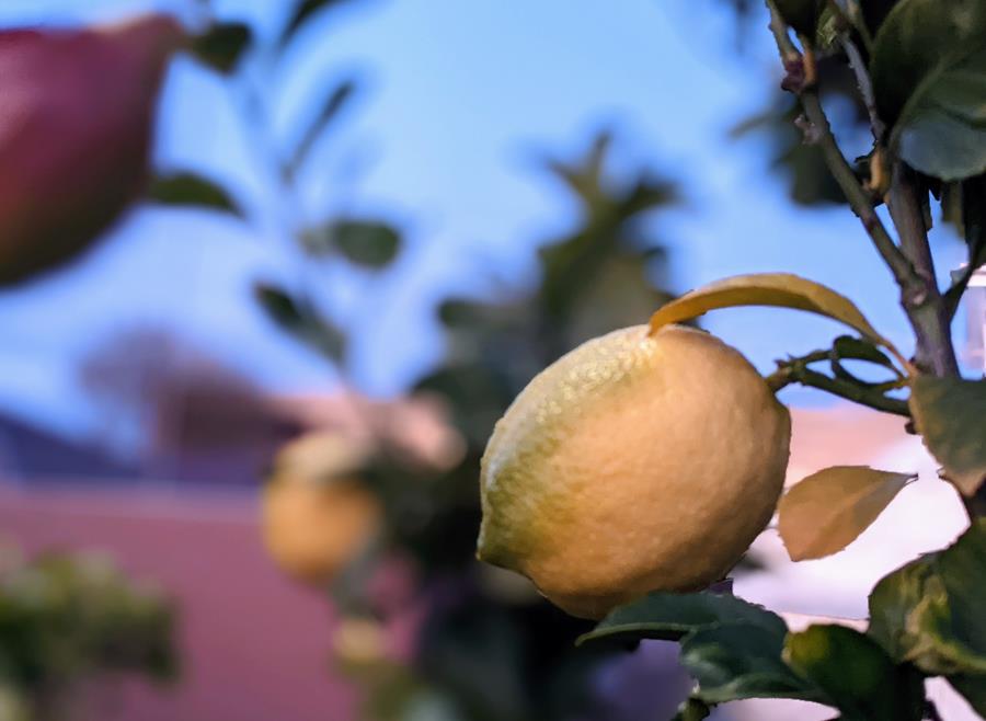 Backyard lemons