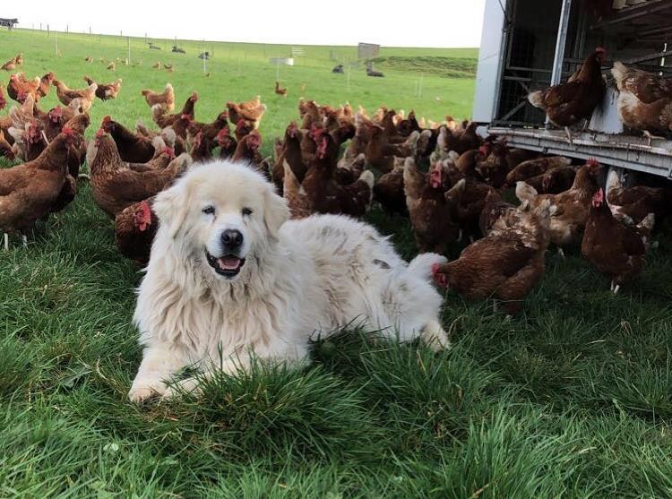 Maremmaandchooks1-WillowGrove - CERES Fair Food Willow Grove Maremma and chooks
