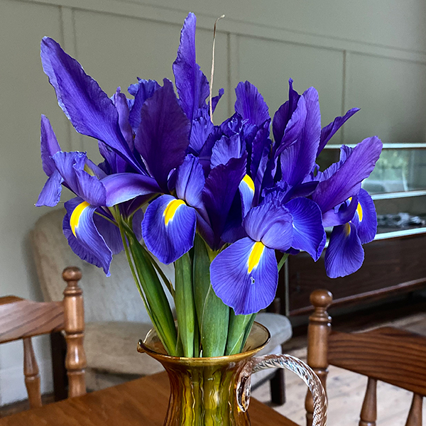 Into The Roots Farm, Dutch irises