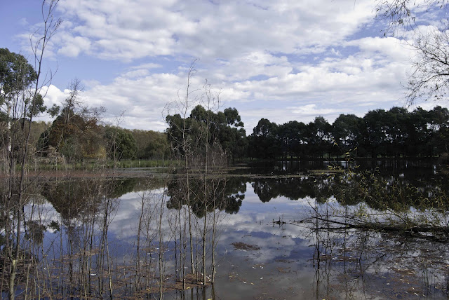 Hazeldean4acredam - CERES Fair Food Hazeldean Forest Farm, 4 acre dam