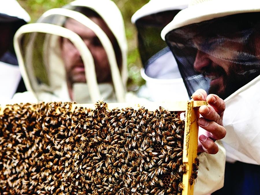 Bees at CERES with Benedict the Practical Beekeeper