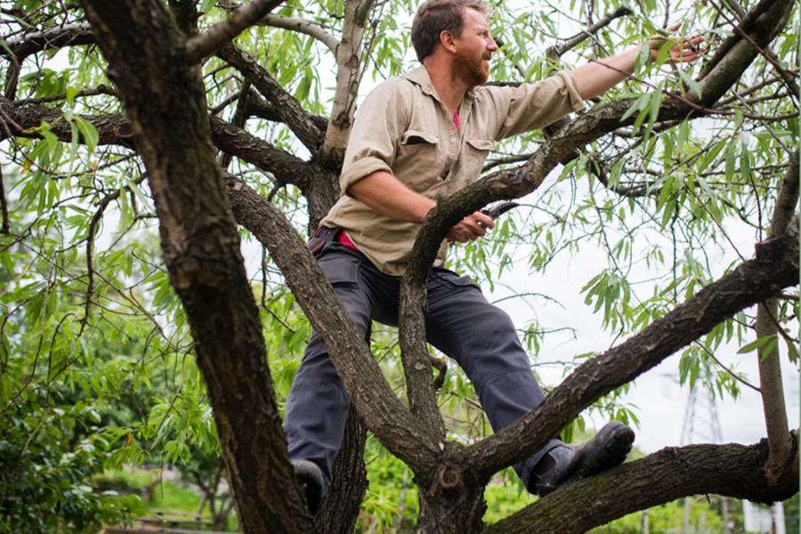 Justin Calverley up a tree