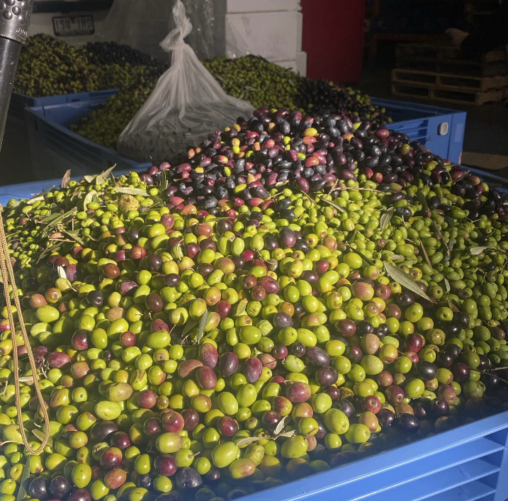 Olives to Oil Festival, community olives at CERES Fair Food