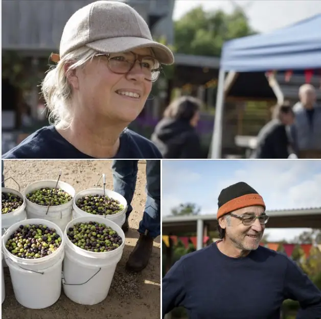 Olive-stories-5 - CERES Fair Food