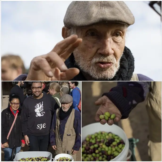 Olive-stories-6 - CERES Fair Food