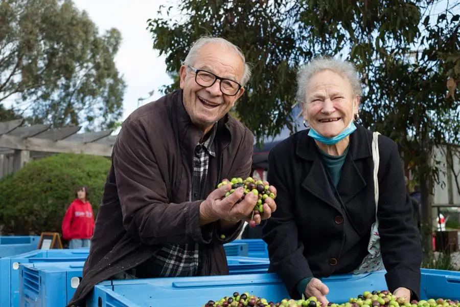 Olive-stories-hero-image-1 - CERES Fair Food Olive stories 3