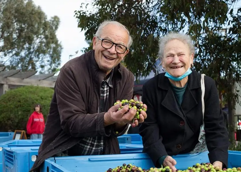 Olive stories - Olives to Oil 2023