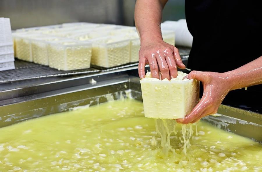 Boatshed Cheese being made