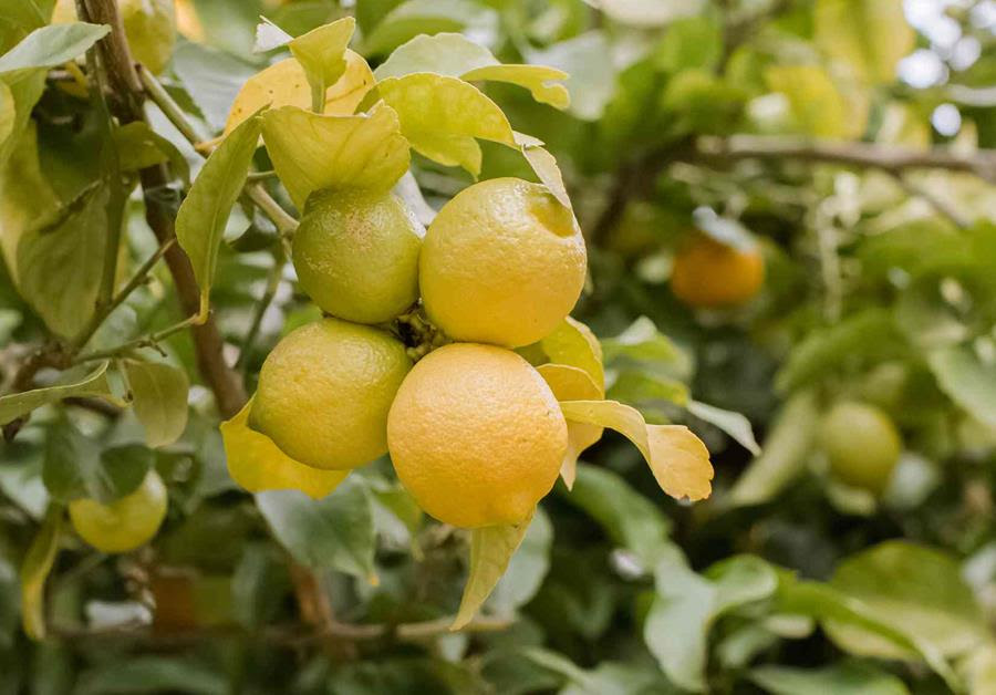 backyard-lemons - CERES Fair Food backyard lemons