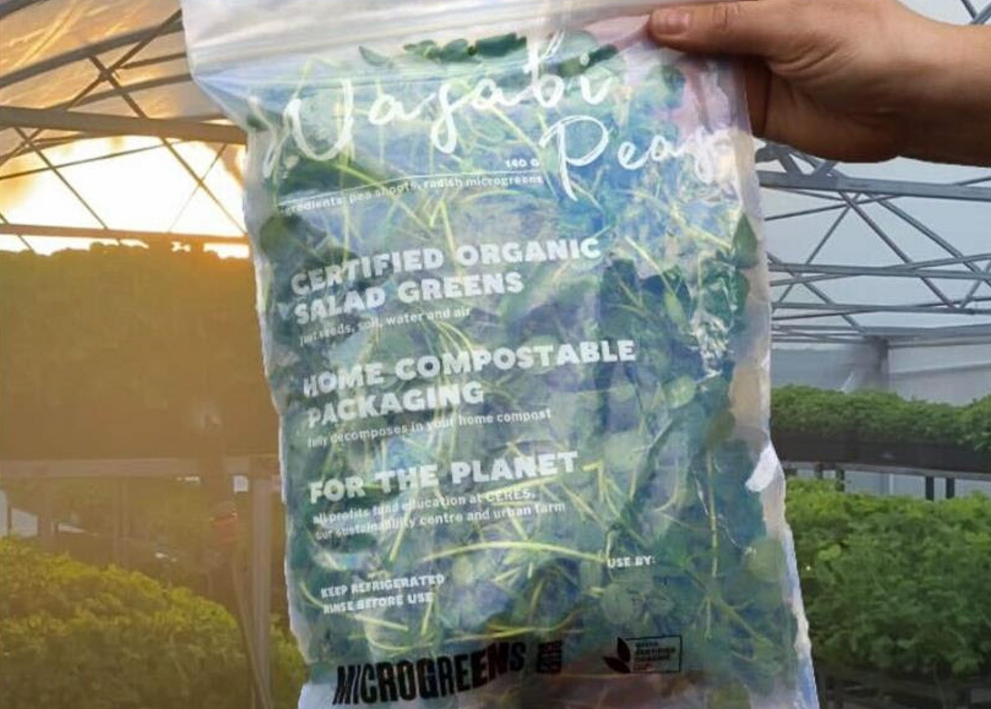 Organic Microgreens wasabi peas