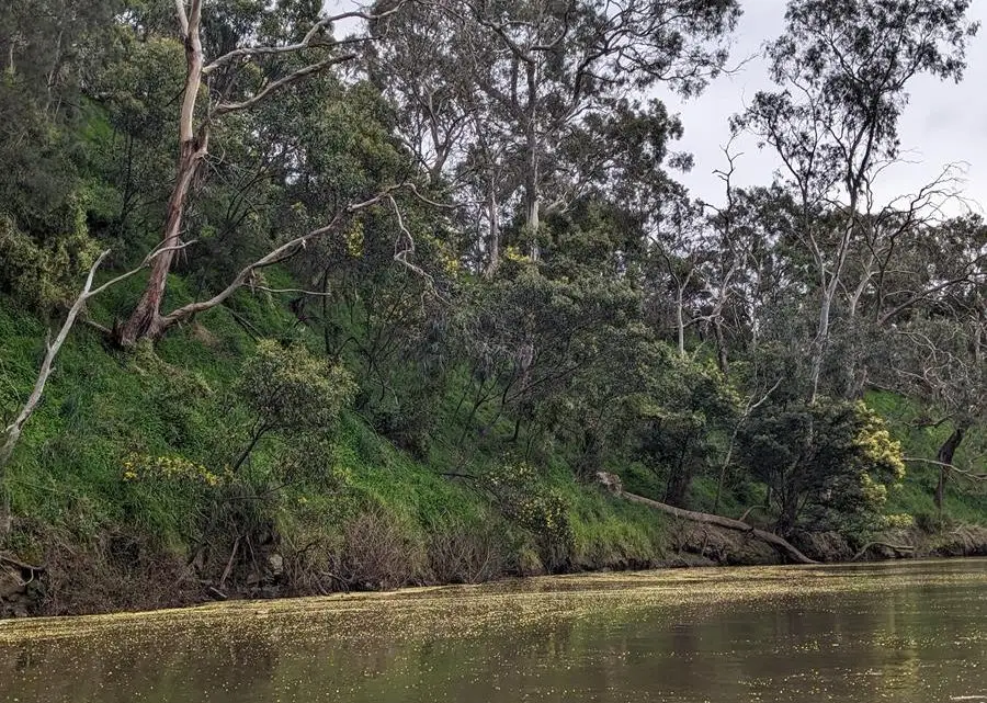 Wattle blossom on the Yarra River
