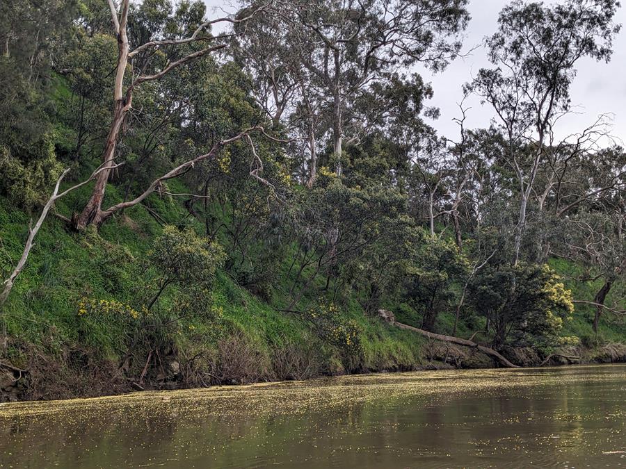 wattle_yarra_river - CERES Fair Food Wattle blossom floating on the Yarra river