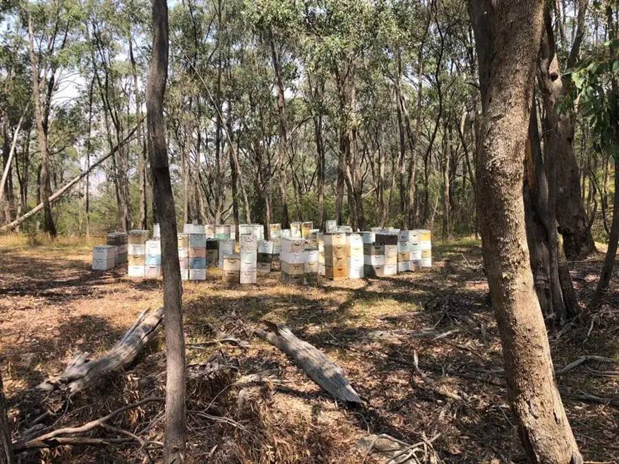 Raw Honey hives 