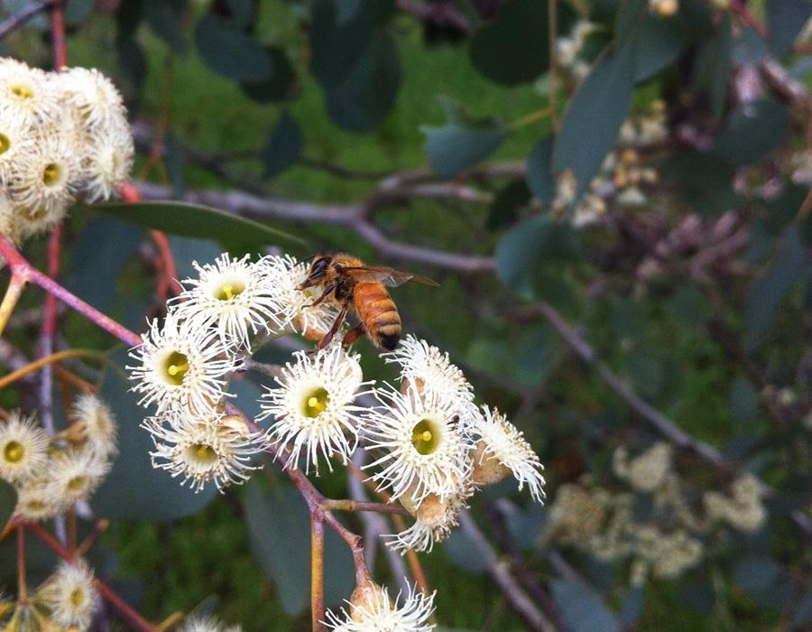 European honey bee feeding on eucalyptus blossom