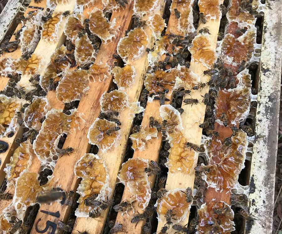 Bees in a hive making honeycomb