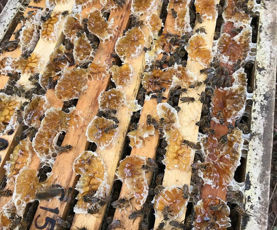 1 Freshly Dried Real USA Honeybee Natural Honeycomb + 12 Free Bees