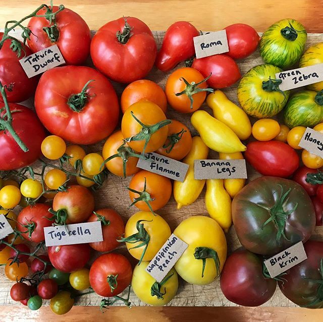 CERES-Heirloom-Tomatoes - CERES Fair Food CERES Heirloom tomatoes