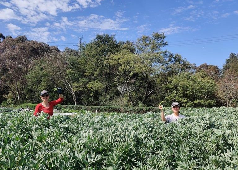 Farmers in the broad bean crop, at CERES Joe's Garden, Coburg