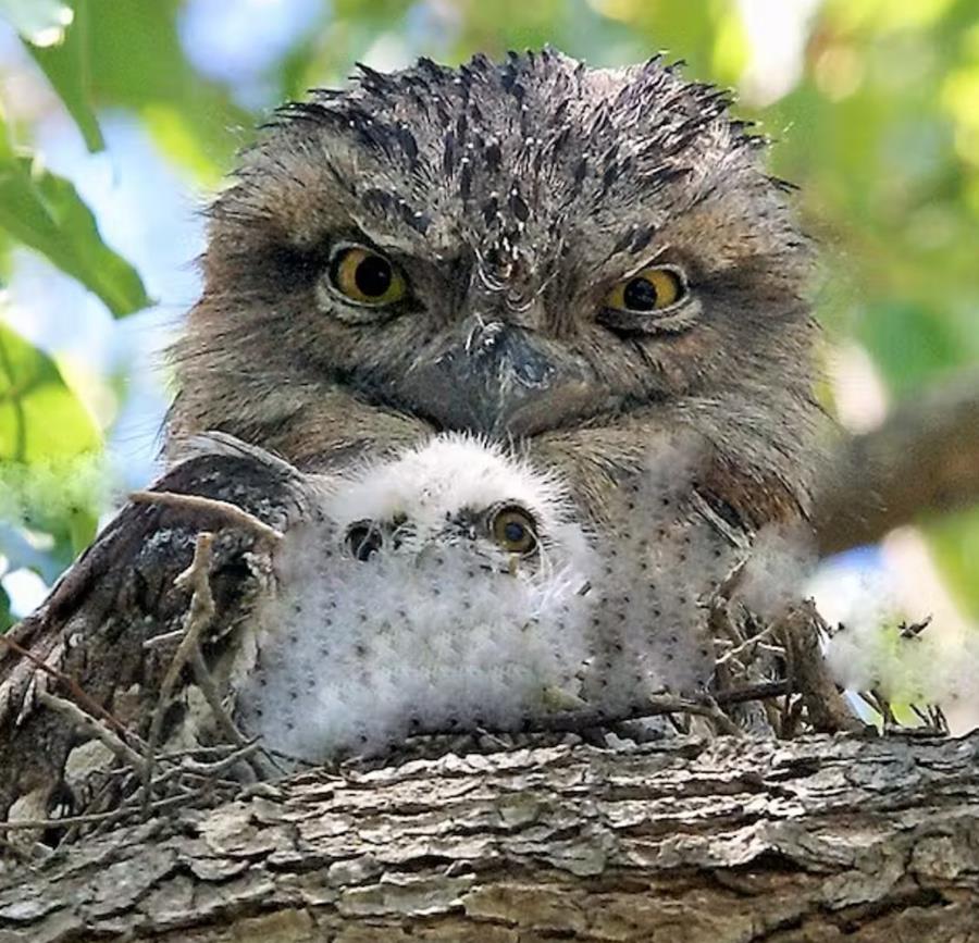 Tawny Frogmouth and baby