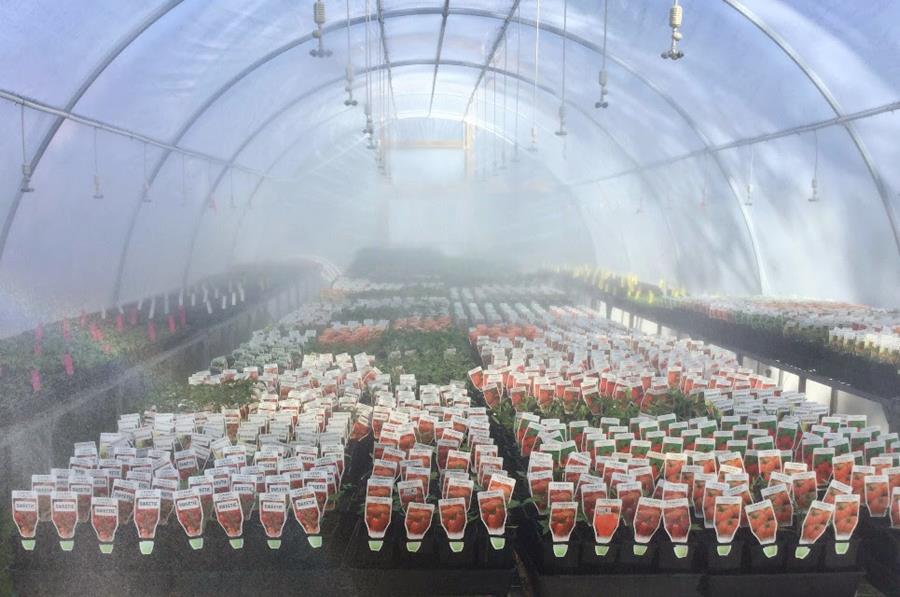 Tomato-seedlings-in-CERES-polytunnel - CERES Fair Food