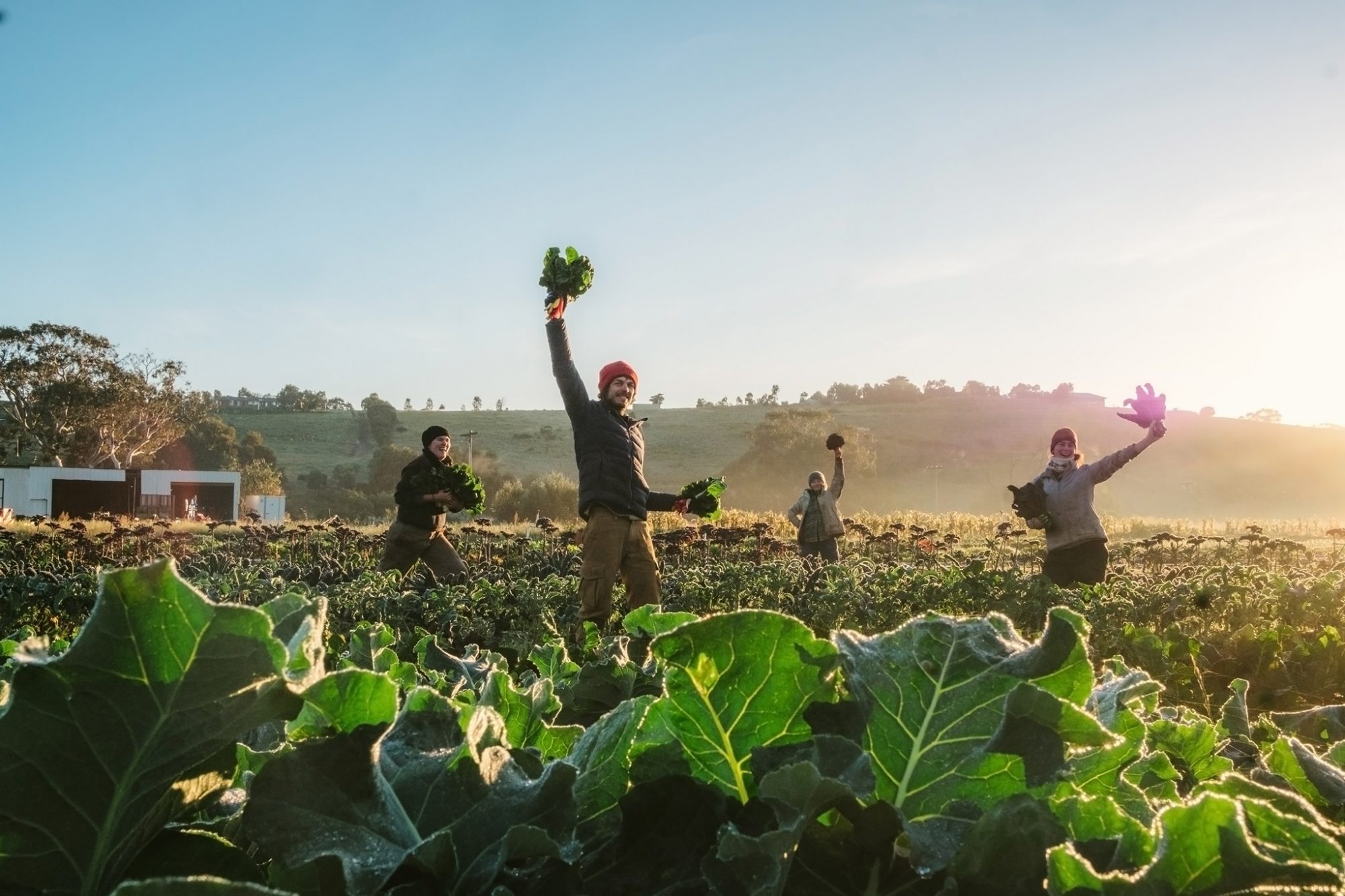 Days Walk Farm - team in the field 