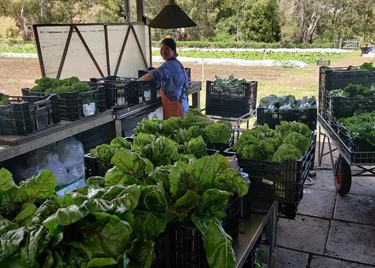 Joes Garden - Thanisa washing greens