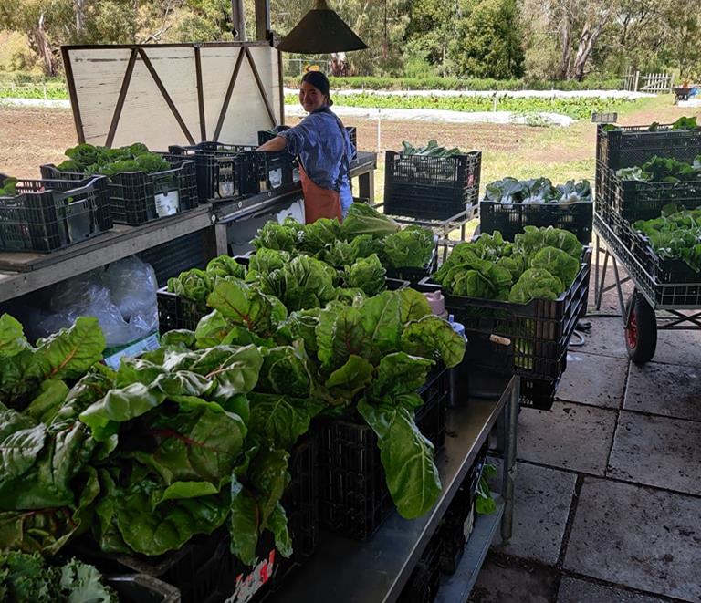 Thanisa washing organic greens at Joe's Garden, Coburg