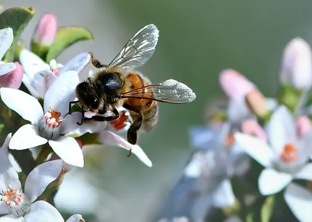 Honey bee on flower